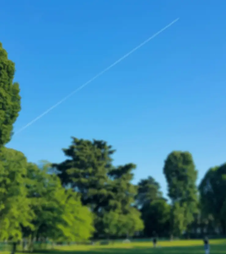 Clear blue sky over a park with trees and a visible jet contrail
